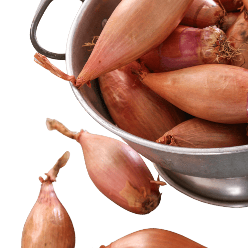 Coopérative de producteurs implantée à Beaumont-de-Lomagne en Occitanie, Top Alliance structure et valorise les filières agricoles.