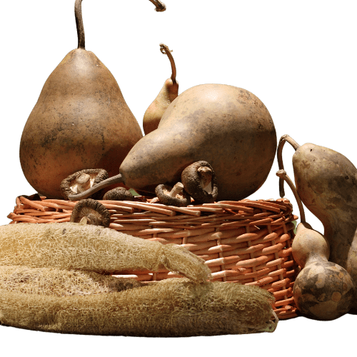 Coopérative de producteurs implantée à Beaumont-de-Lomagne en Occitanie, Top Alliance structure et valorise les filières agricoles.