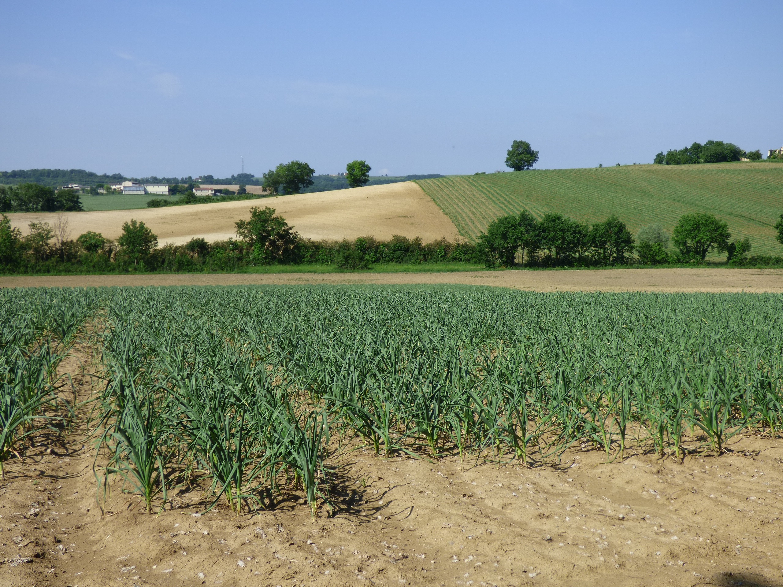 Coopérative de producteurs implantée à Beaumont-de-Lomagne en Occitanie, Top Alliance structure et valorise les filières agricoles.