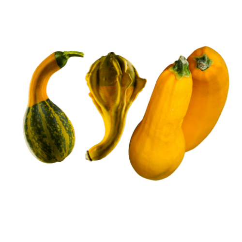 Coopérative de producteurs implantée à Beaumont-de-Lomagne en Occitanie, Top Alliance structure et valorise les filières agricoles.